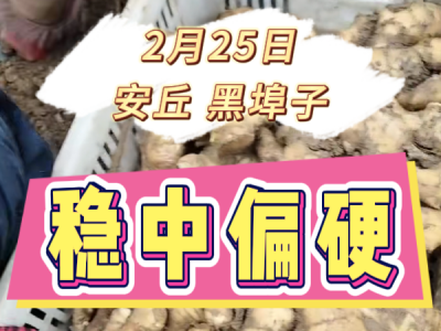 2月25日 安丘黑埠子（穩(wěn)中偏硬） ()