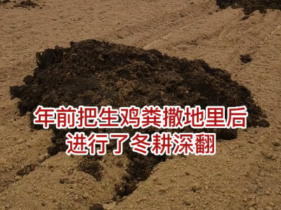 年前用了生雞糞現在怎么辦？ ()