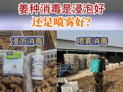 姜種消毒是浸泡好還是噴霧好？ ()
