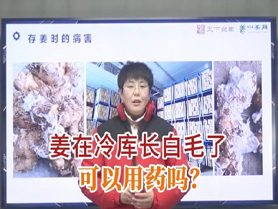 生姜在冷庫(kù)長(zhǎng)白毛了可以用藥嗎？ ()
