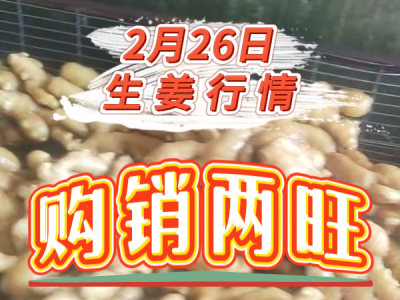 2月26日 生姜價格行情（購銷兩旺） ()