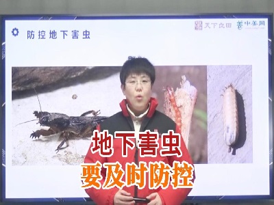 地下害蟲要及時(shí)防控 ()