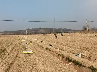 春耕種植期姜友購買豆磷脂微生物菌劑施用中... ()