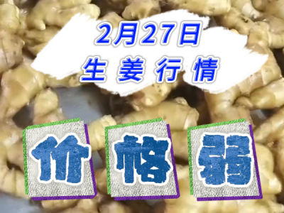2月27日 生姜價格行情（價格偏弱） (205播放)