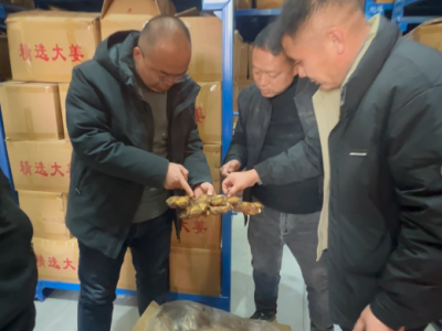 冷庫姜可以做姜種嗎？ ()