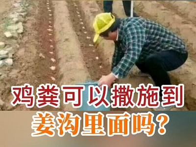 雞糞可以撒施到姜溝里面嗎？ ()