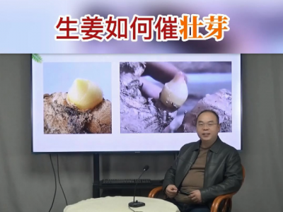 生姜如何催壯芽？ ()