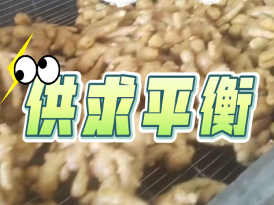 2月28日 生姜價格行情（供求平衡） (252播放)