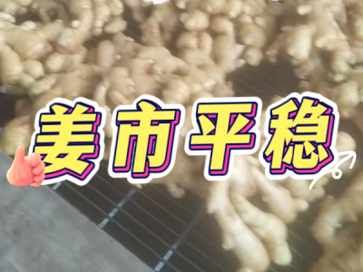 3月1日 生姜價格行情（姜市平穩(wěn)） (185播放)