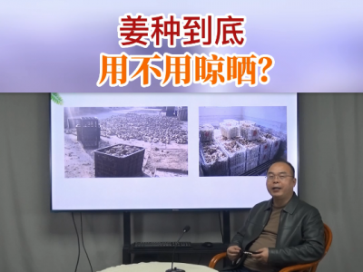 姜種到底用不用晾曬？ (35播放)