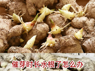 生姜催芽時長水根了怎么辦？ (215播放)