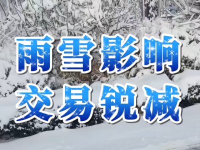 3月3日 生姜價格行情（雨雪影響，交易銳減） (249播放)