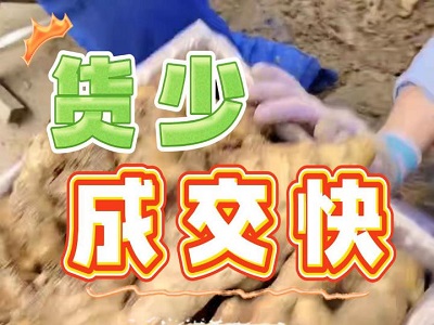 3月4日 安丘黑埠子（成交快） (201播放)
