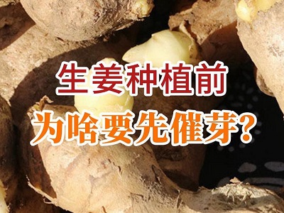 生姜種植前為啥要先催芽？ (215播放)