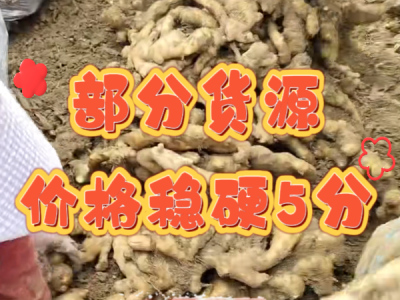 3月5日 安丘黑埠子（部分貨源穩硬5分） (172播放)