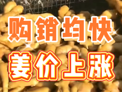3月6日 生姜價格行情（購銷均快，姜價上漲） (181播放)
