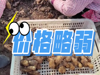 3月6日 安丘黑埠子（價格略弱） (185播放)