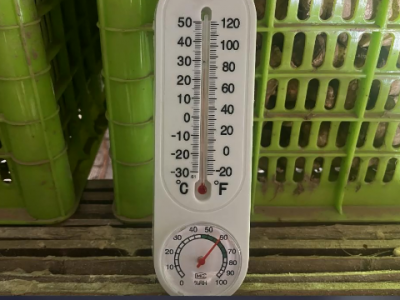 生姜催芽濕度低了咋辦？ (183播放)