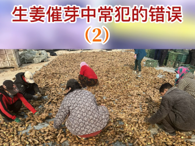 生姜催芽中常犯的錯誤（2） (172播放)