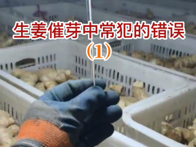 生姜催芽中常犯的錯誤（1） (169播放)