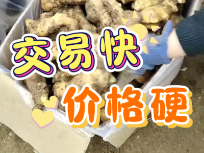 3月8日 安丘黑埠子（交易快，價格硬） (207播放)