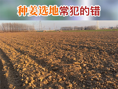 種姜選地常犯的錯(cuò) (158播放)