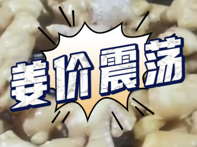3月8日 生姜價格行情（姜價震蕩） (176播放)