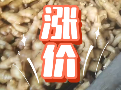 3月10日 生姜價格行情（漲價） (235播放)