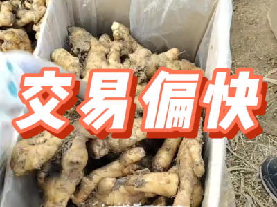 3月10日 安丘黑埠子（交易偏快） (252播放)