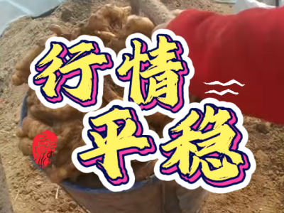 3月11日 安丘黑埠子（行情平穩(wěn)） (443播放)