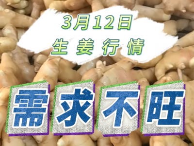 3月12日 生姜價格行情（需求不旺） (466播放)