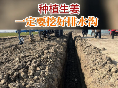 種植生姜一定要挖好排水溝 (446播放)
