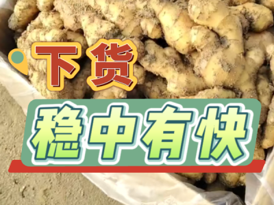 3月12日 安丘黑埠子（下貨穩中有快） (374播放)