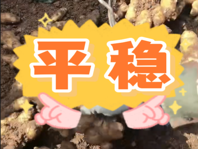 3月13日 安丘黑埠子（平穩） (363播放)