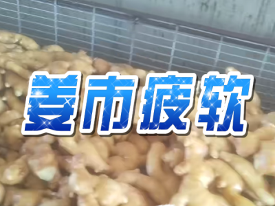 3月13日 生姜價格行情（姜市疲軟） (405播放)