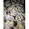 大量出售優(yōu)質(zhì)姜種 仔姜