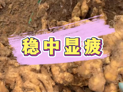 3月15日 安丘黑埠子（穩中顯疲） (161播放)