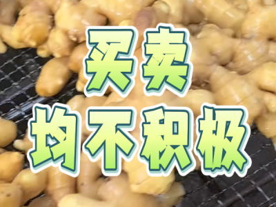 3月17日 生姜價格行情（買賣均不積極） (140播放)