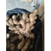 紅芽二姜種，平頂四姜種，小黃姜種