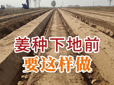 姜種下地前要這樣做 (153播放)
