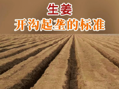生姜開溝起壟的標(biāo)準(zhǔn) (140播放)