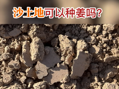 沙土地可以種姜嗎？ (300播放)