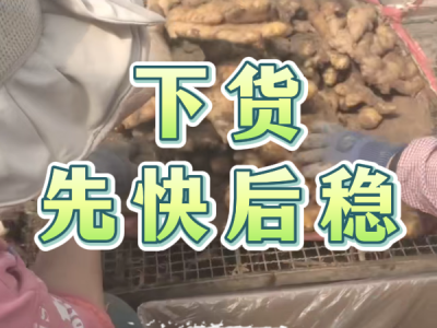 3月20日 安丘黑埠子（下貨先快后穩） (124播放)