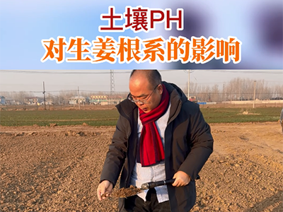 土壤PH值對(duì)生姜根系的影響 (427播放)