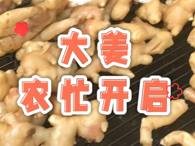 3月20日 生姜價(jià)格行情（大姜農(nóng)忙開啟） (141播放)