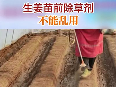 生姜苗前除草劑不能亂用 (124播放)