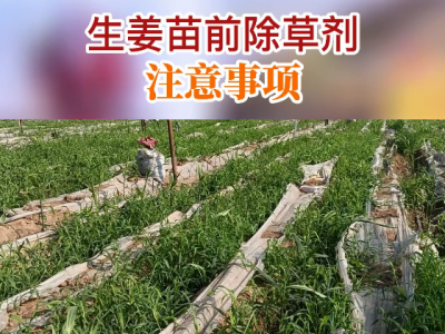 生姜苗前除草劑注意事項 (124播放)