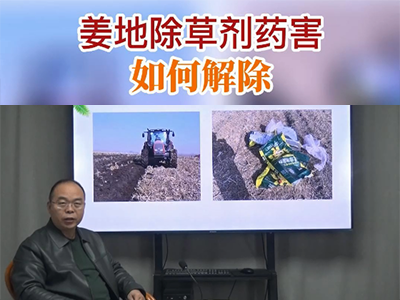 姜地除草劑藥害如何解除？ (105播放)