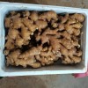 山東生姜產(chǎn)地，姜種價格，小黃姜批發(fā)，大黃姜，姜巴