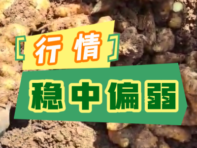 3月25日 安丘黑埠子（行情穩中偏弱） (122播放)